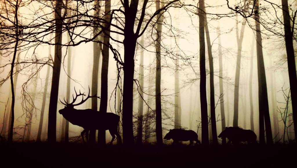 animals, forest, silhouette-1818690.jpg