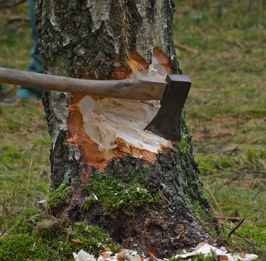 cut tree, axe, wood-1716671.jpg