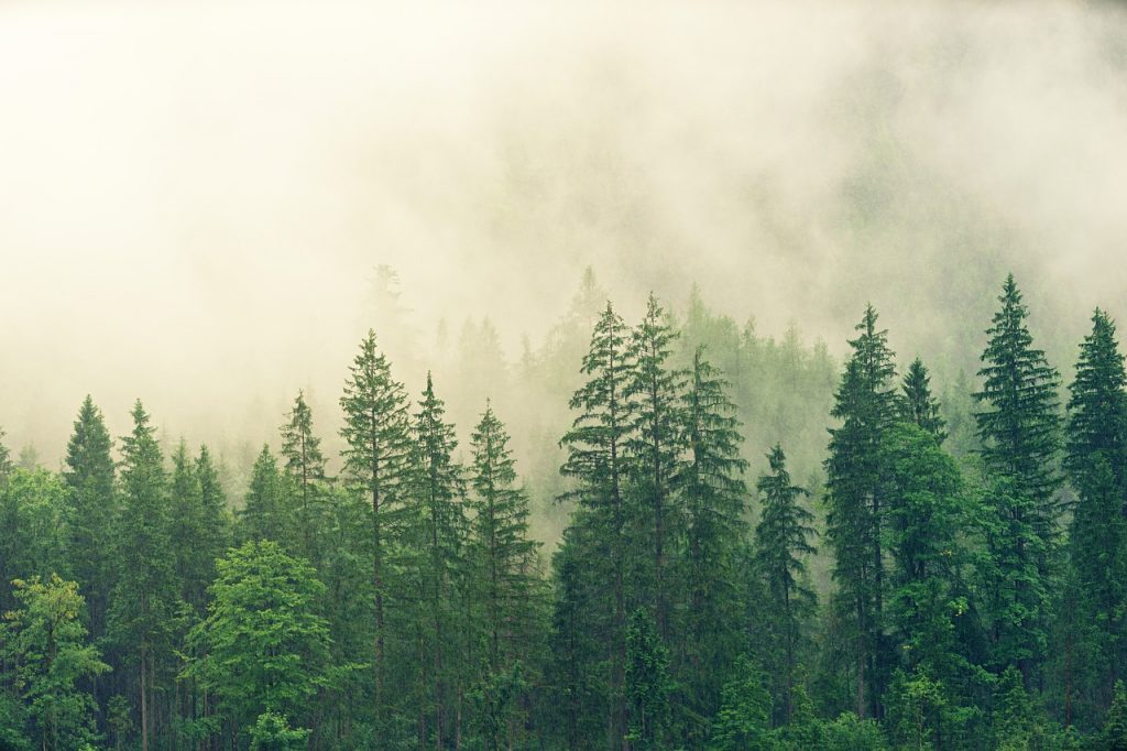 forest, trees, fog-3622519.jpg
